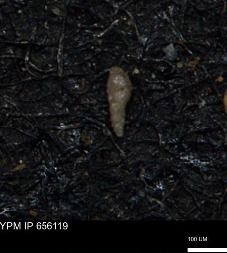 Verneuilinoides kansasensis