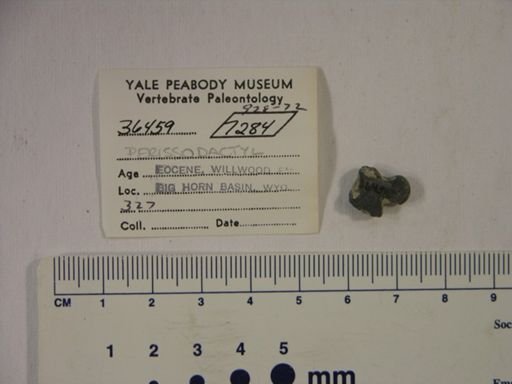 Perissodactyla