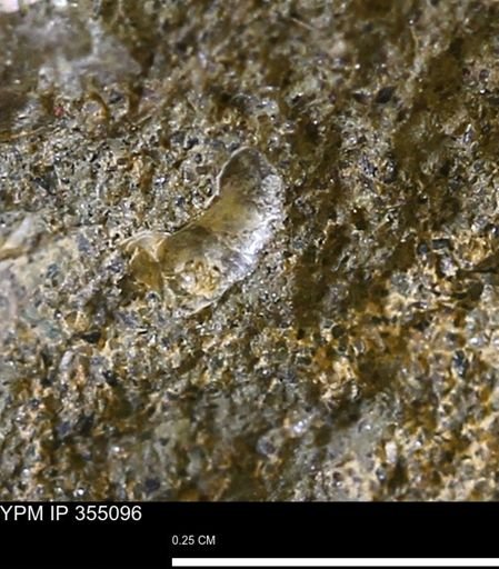 undet. Mollusca