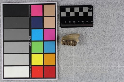 Mesohippus
