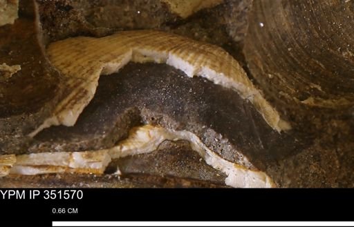 Parallelodon?