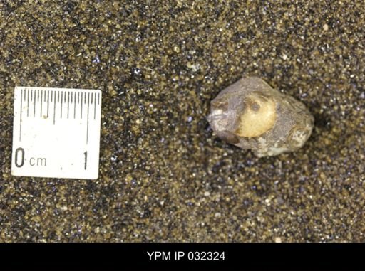 undet. Scaphitidae