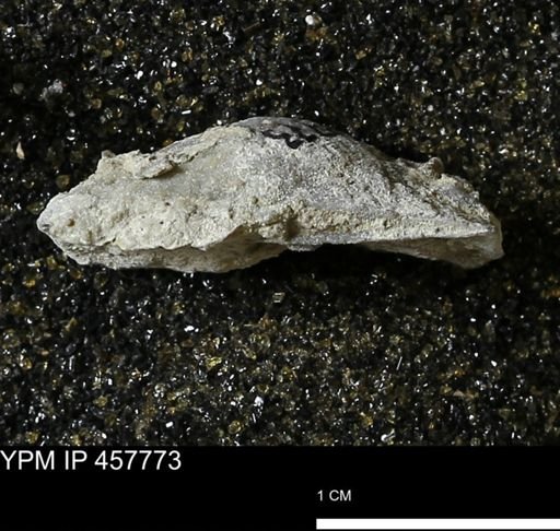 Strophodonta sp.