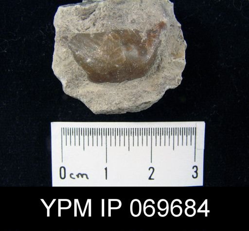 Leptaena nitens