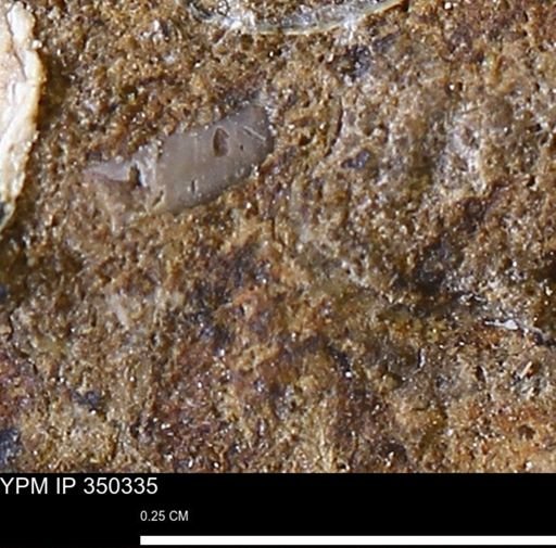 undet. Mollusca