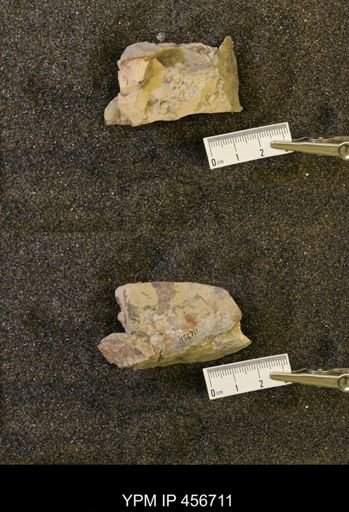 undet. Scaphitidae