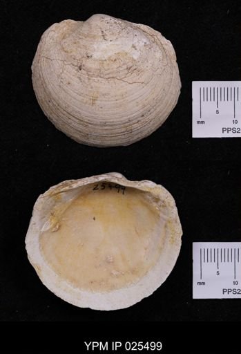 Anodontia alba