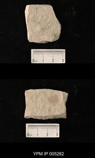 Sellardsia kansasensis