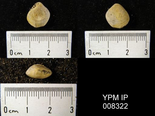Composita sulcata