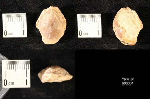 Dielasma sp.