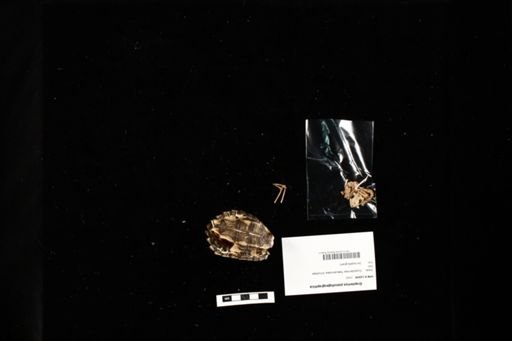 Graptemys pseudogeographica