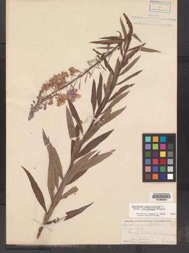 Epilobium angustifolium cricumvagum