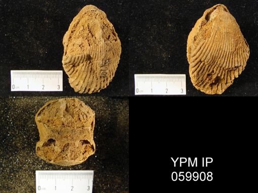 Plethorhyncha speciosa