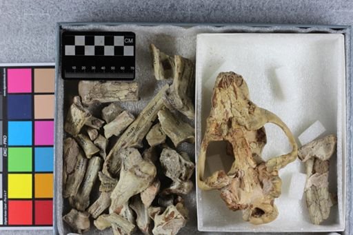 Hoplophoneus primaevus