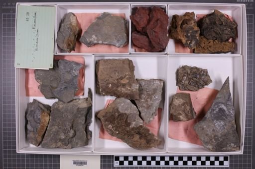 mixed taxa, stratigraphic collection