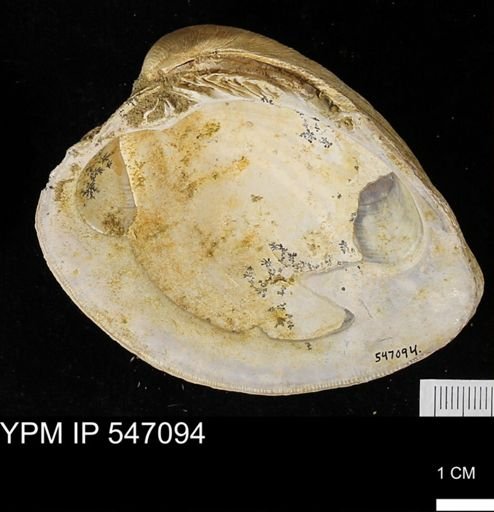 Venus mercenaria