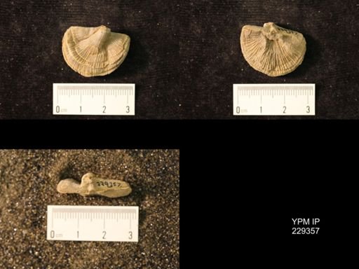 Derbya crassa texana