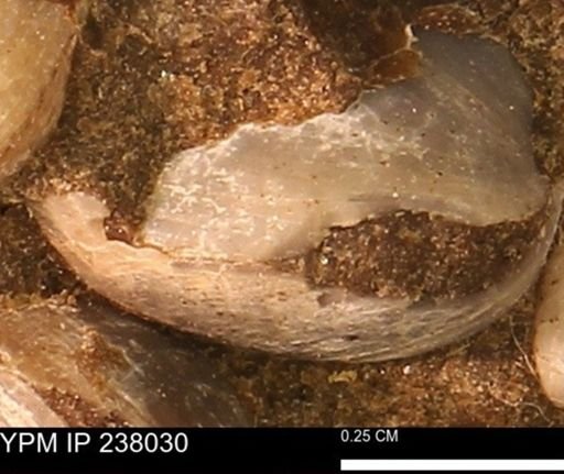 Protocardia subquadrata