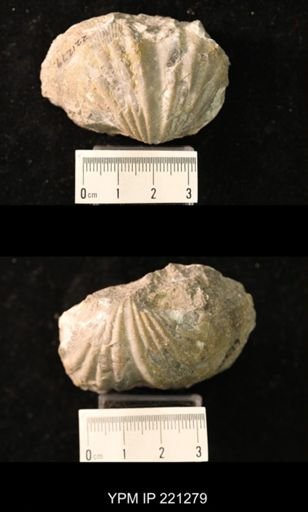 Spirifer murchisoni