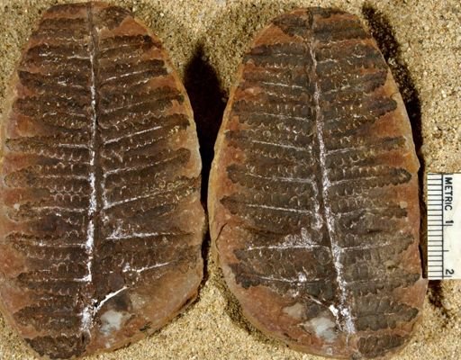 Pecopteris