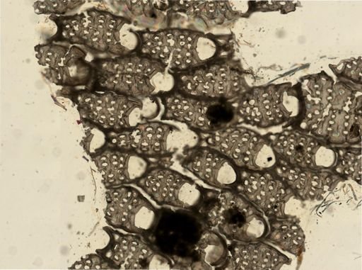 Jullienula hippocrepis