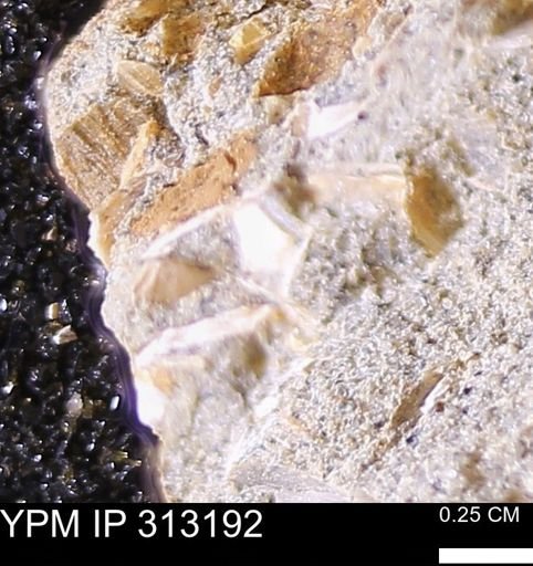 undet. Bivalvia