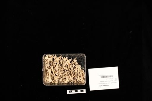 Sauromalus varius