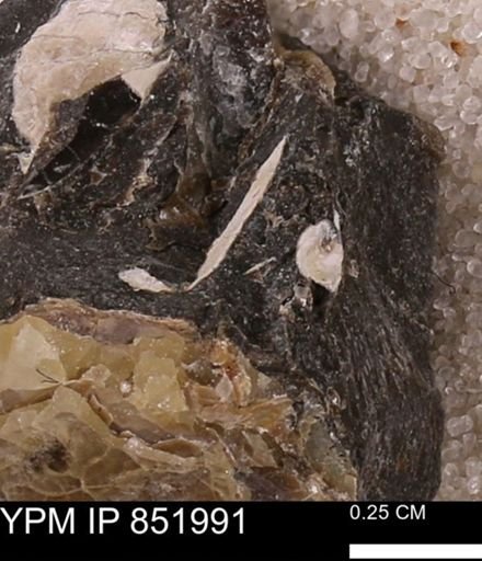 undet. Bivalvia