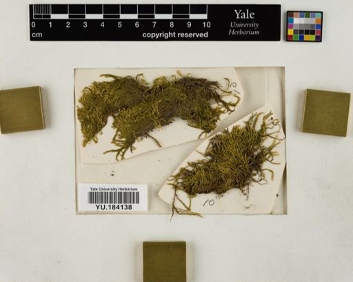 Plantae