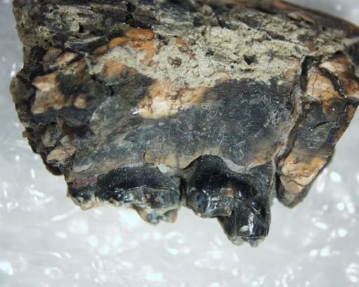 Pelycodus sp.