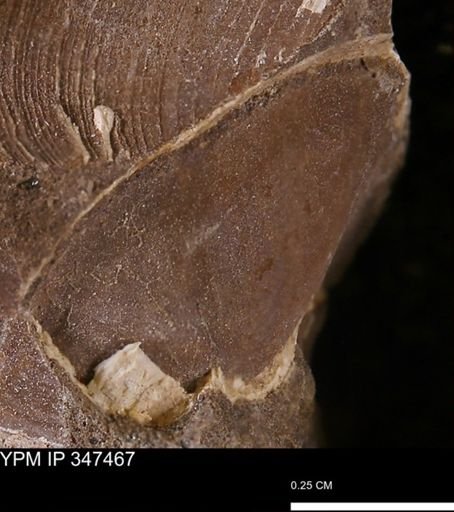 undet. Bivalvia