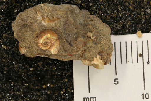undet. Brachyura