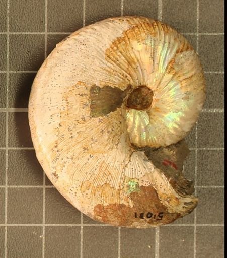Hoploscaphites nicolletii