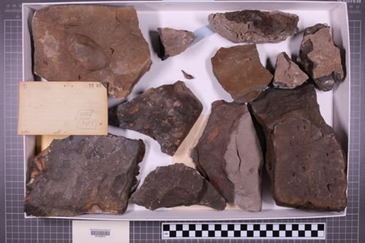 mixed taxa, stratigraphic collection