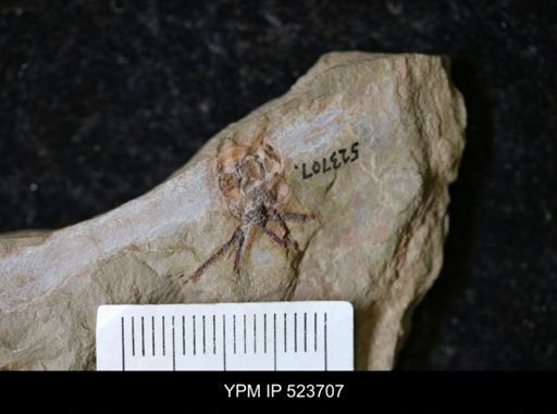 undet. Eocrinoidea