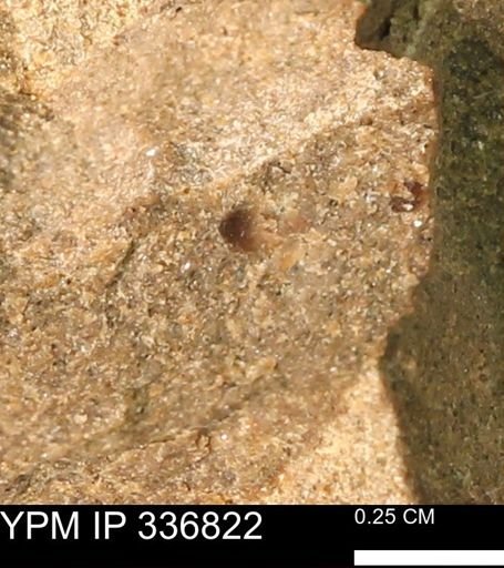 undet. Mollusca