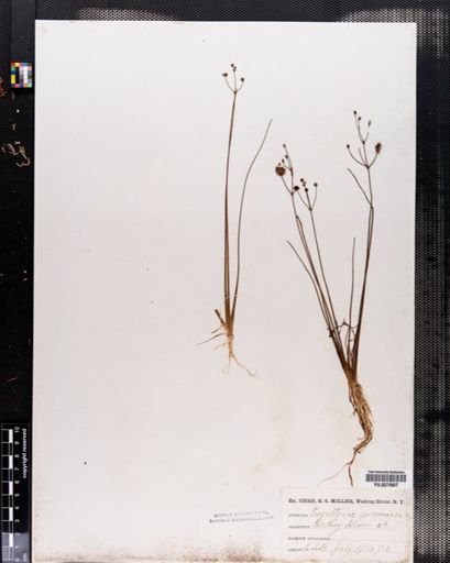 Sagittaria graminea