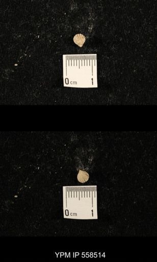 Hustedia sp.