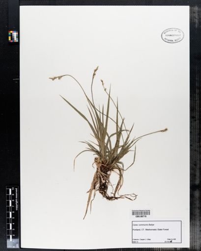 Carex communis