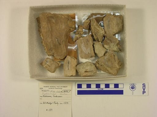 Xiphactinus audax