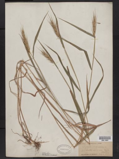 Elymus virginicus