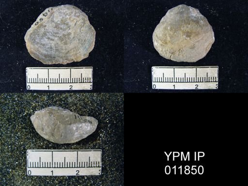 Aulosteges wolfcampensis