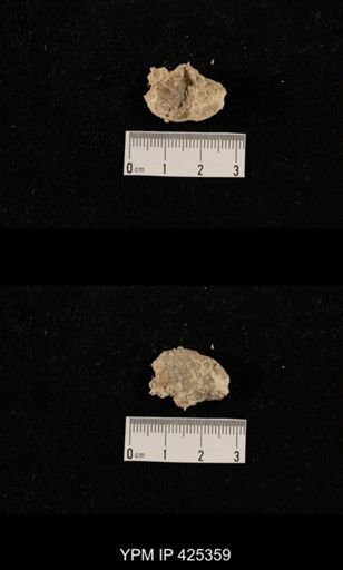 Sphenosteges sp.