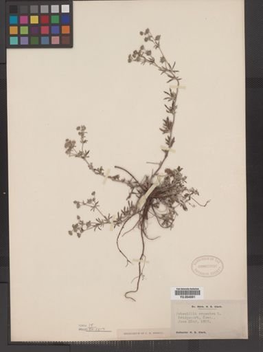 Plantae