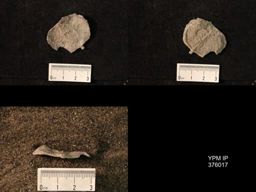 Pustula nebrascensis