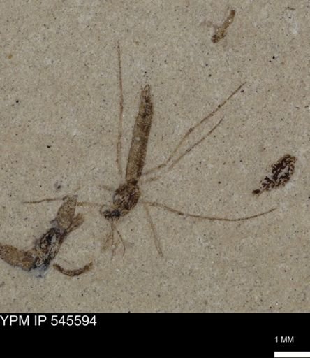 undet. Diptera