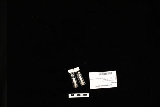 Desmognathus ochrophaeus