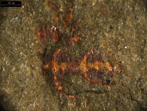 undet. Lobopodia