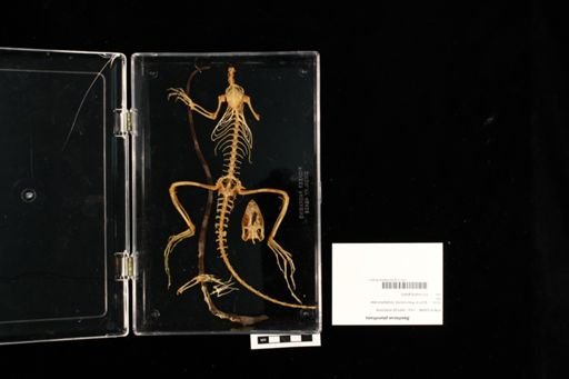 Basiliscus plumifrons