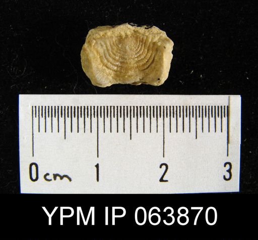 Leptaena delicata